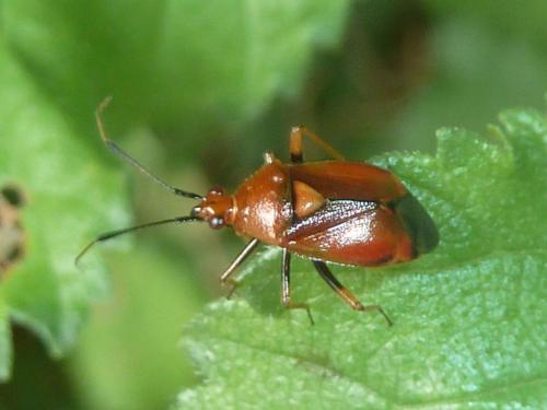 Réf. 186 828 : Deraeocoris ruber